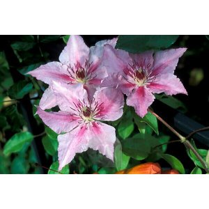 Plamienok (Clematis) ´HAGLEY HYBRID´ - výška 40-60 cm, kont. P17 